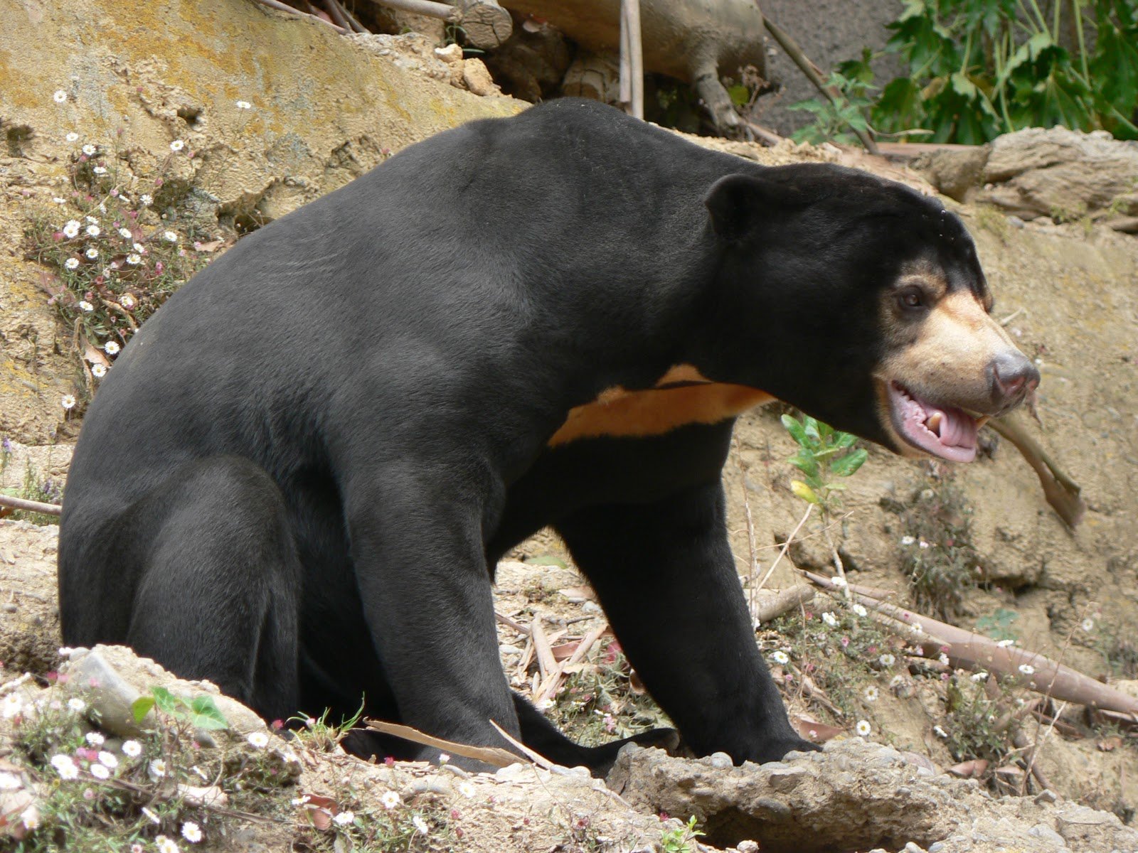 Sun Bear Wallpapers