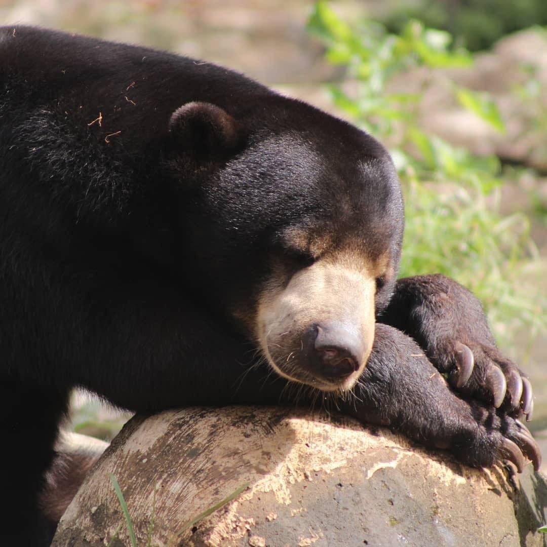 Sun Bear Wallpapers