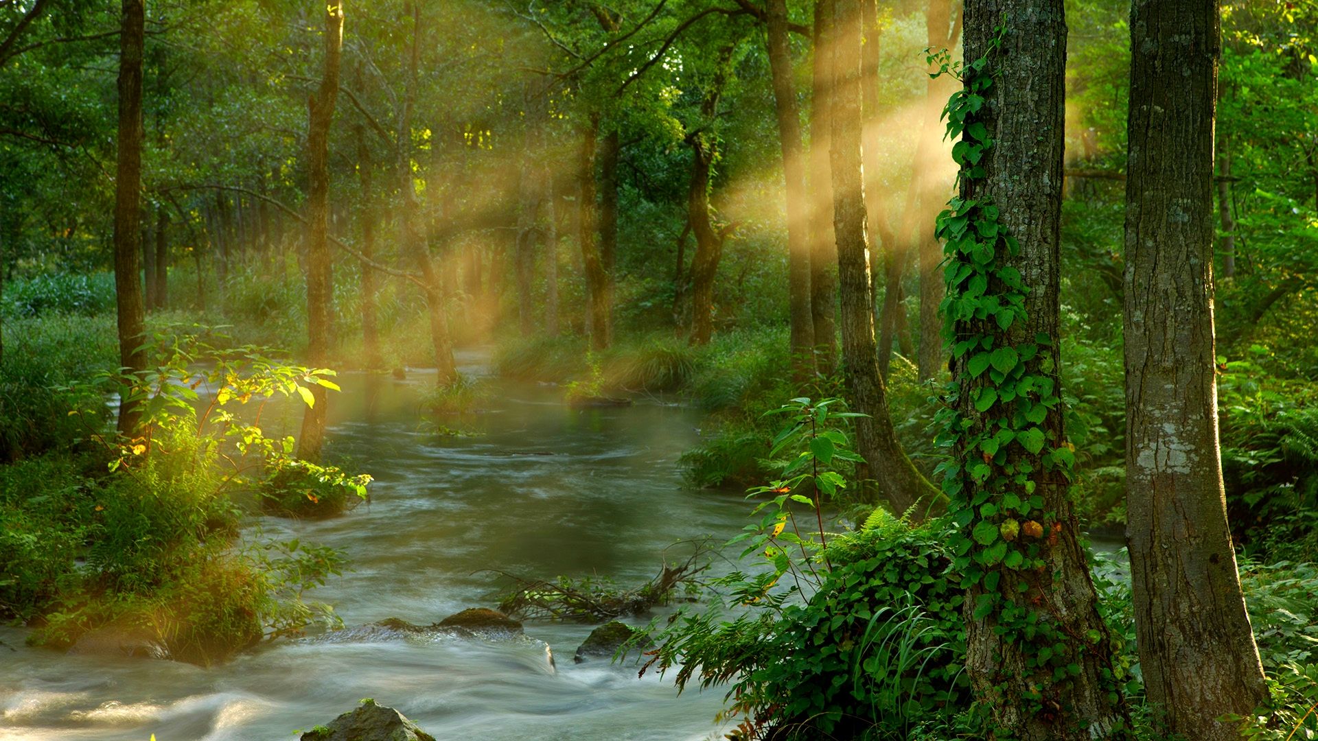 Sunbeams In Woods Wallpapers