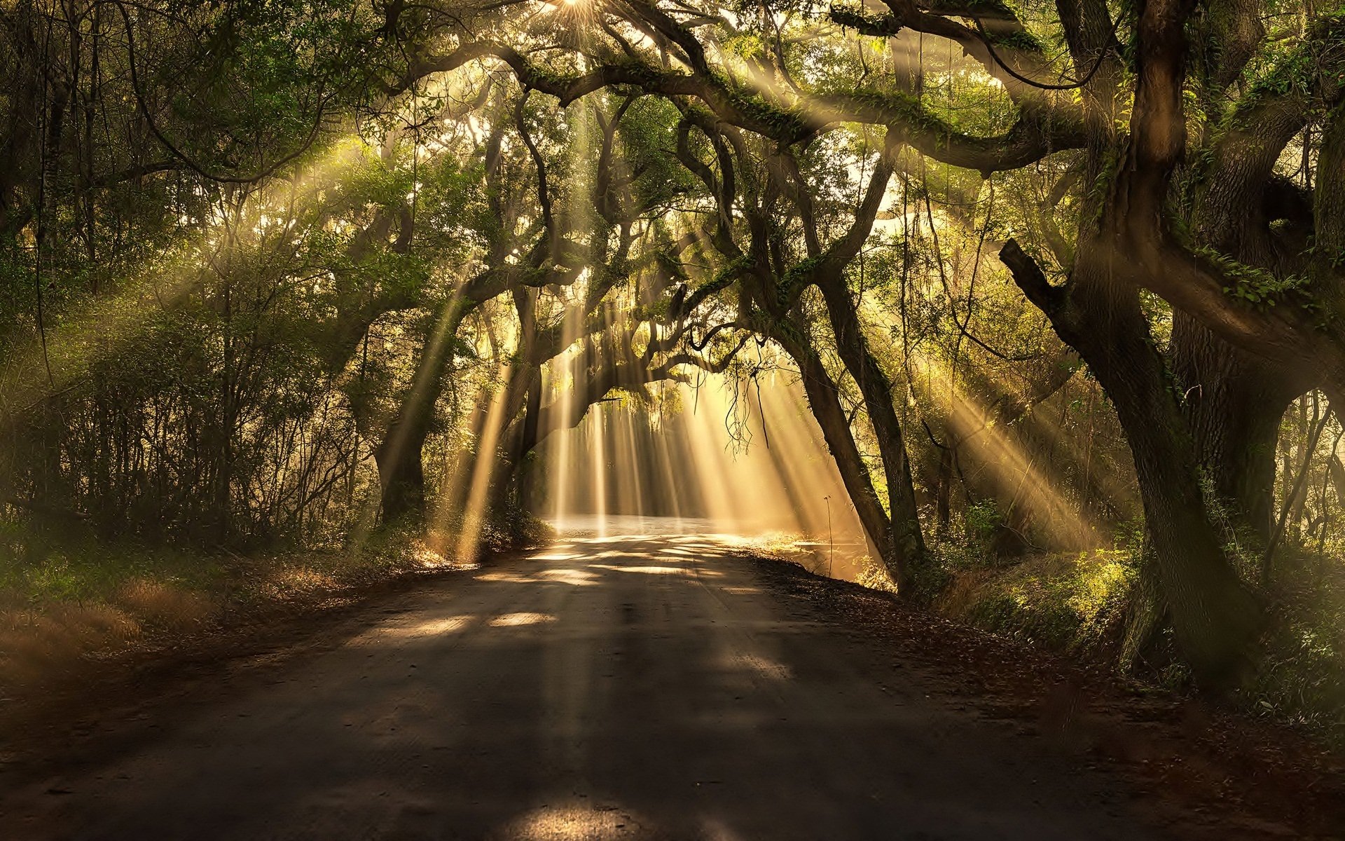 Sunbeams In Woods Wallpapers