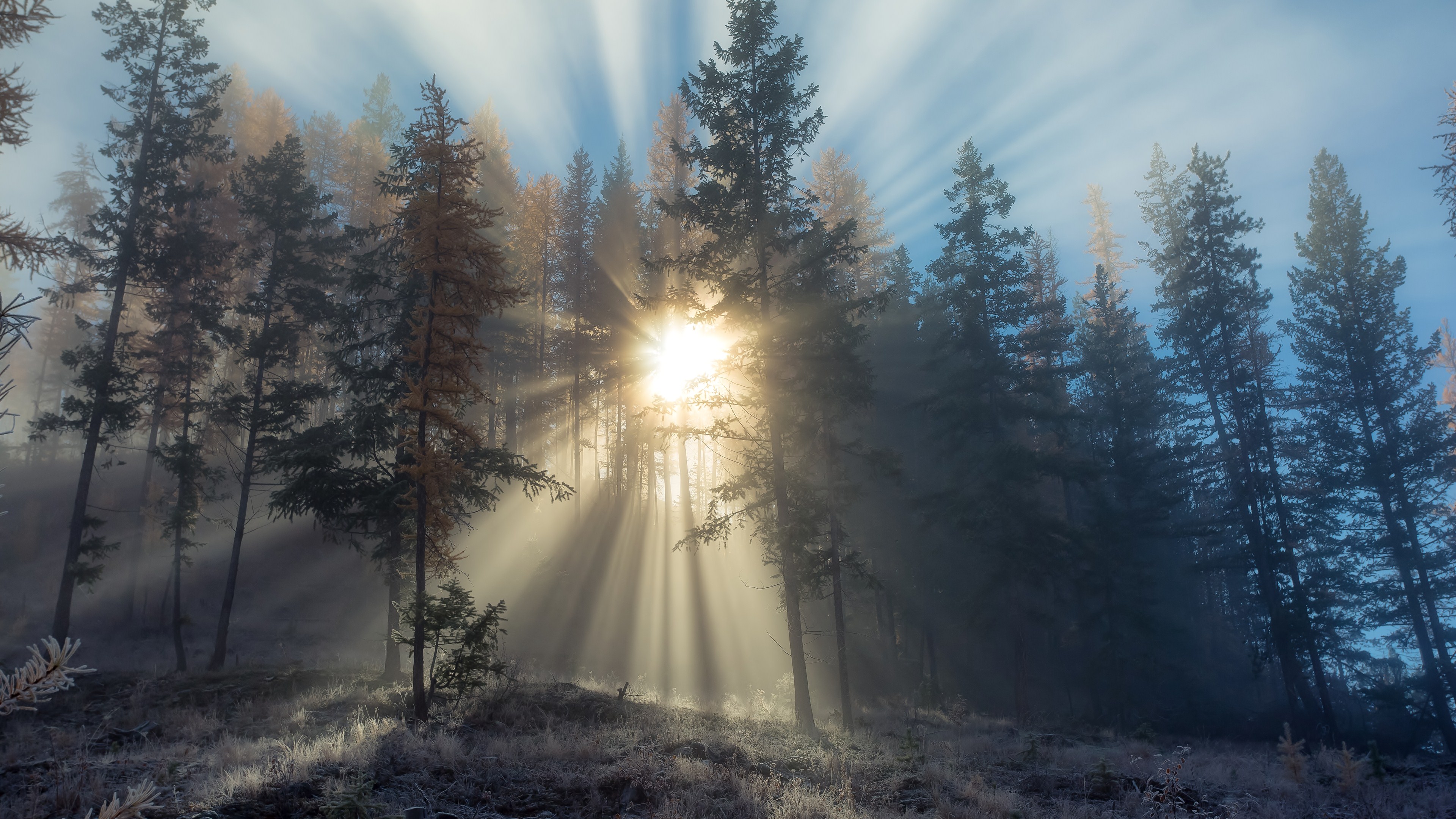 Sunbeams In Woods Wallpapers