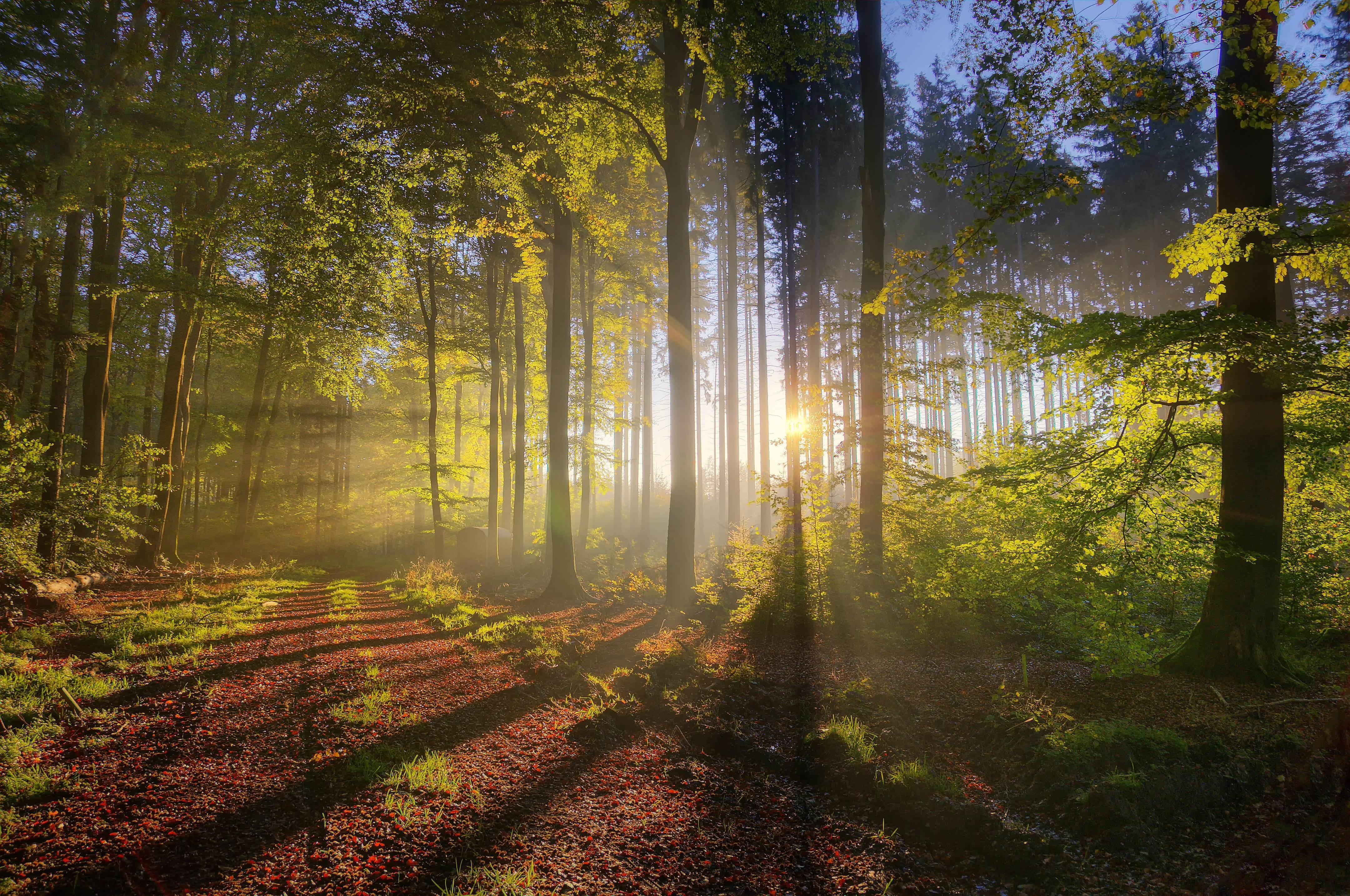 Sunbeams In Woods Wallpapers