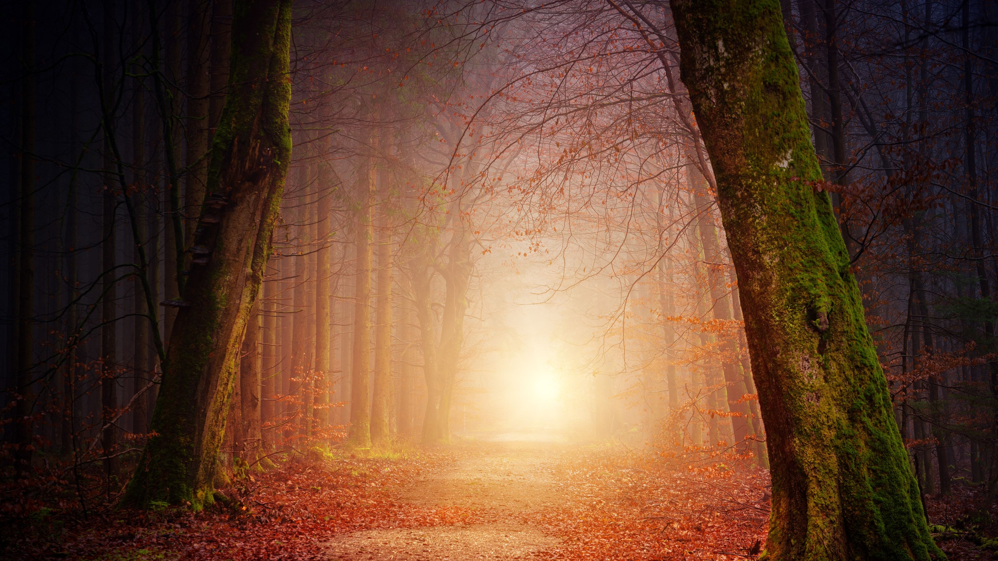 Sunbeams In Woods Wallpapers