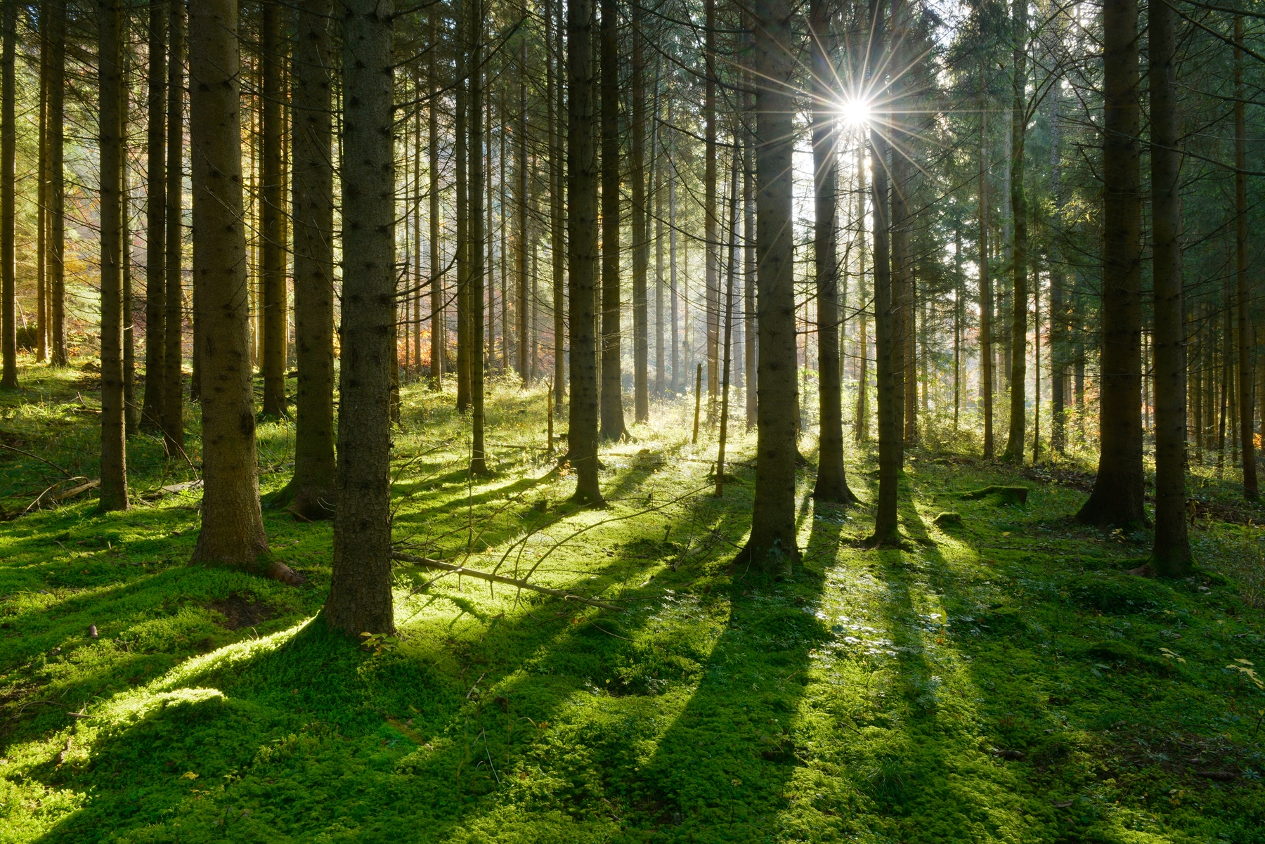 Sunbeams In Woods Wallpapers