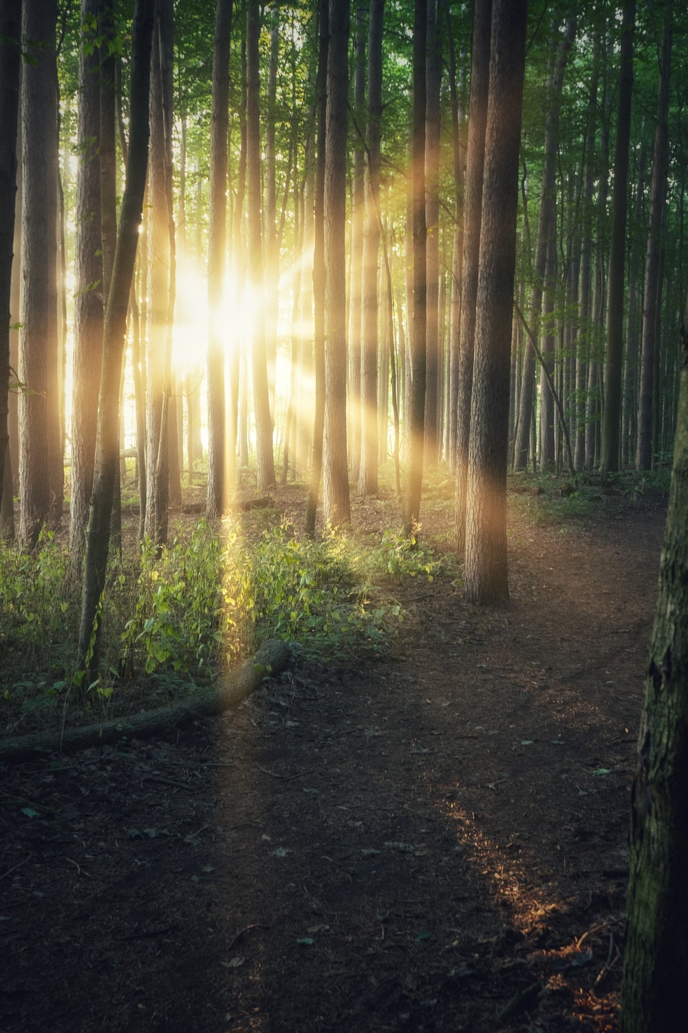 Sunbeams In Woods Wallpapers