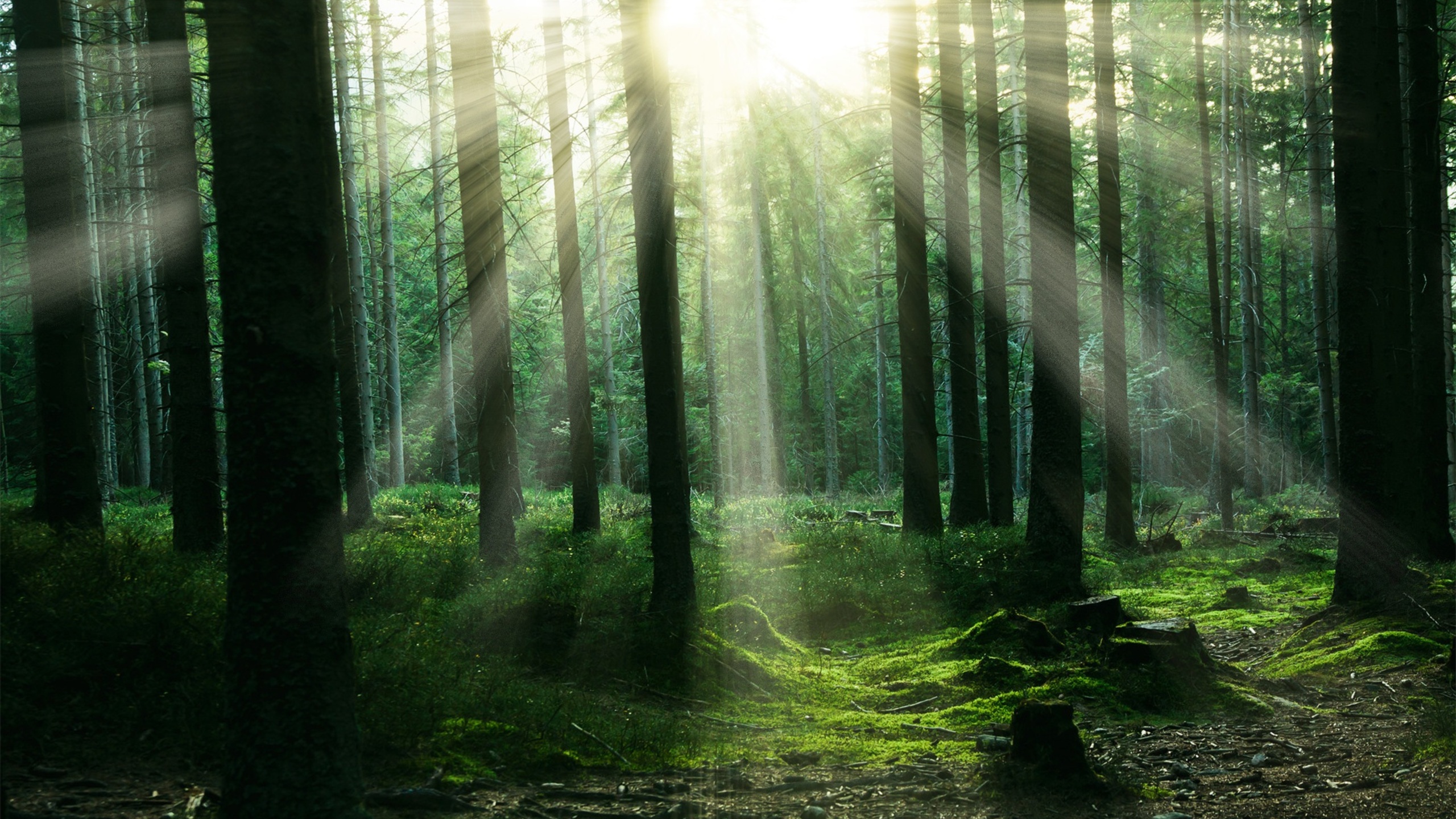 Sunbeams In Woods Wallpapers