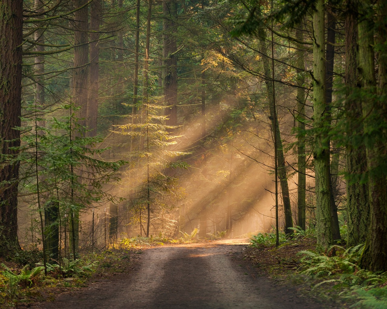 Sunbeams In Woods Wallpapers