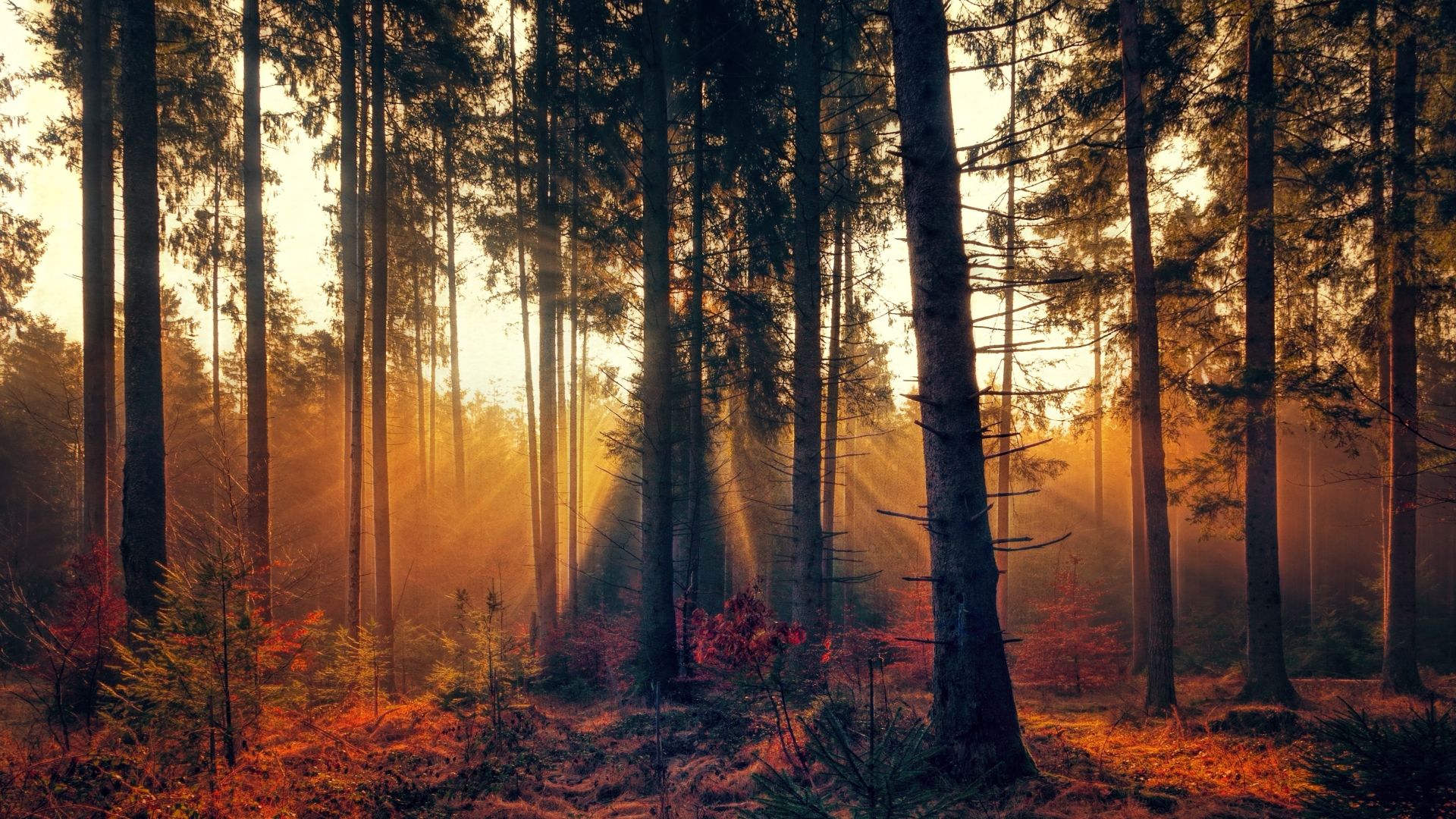 Sunbeams In Woods Wallpapers