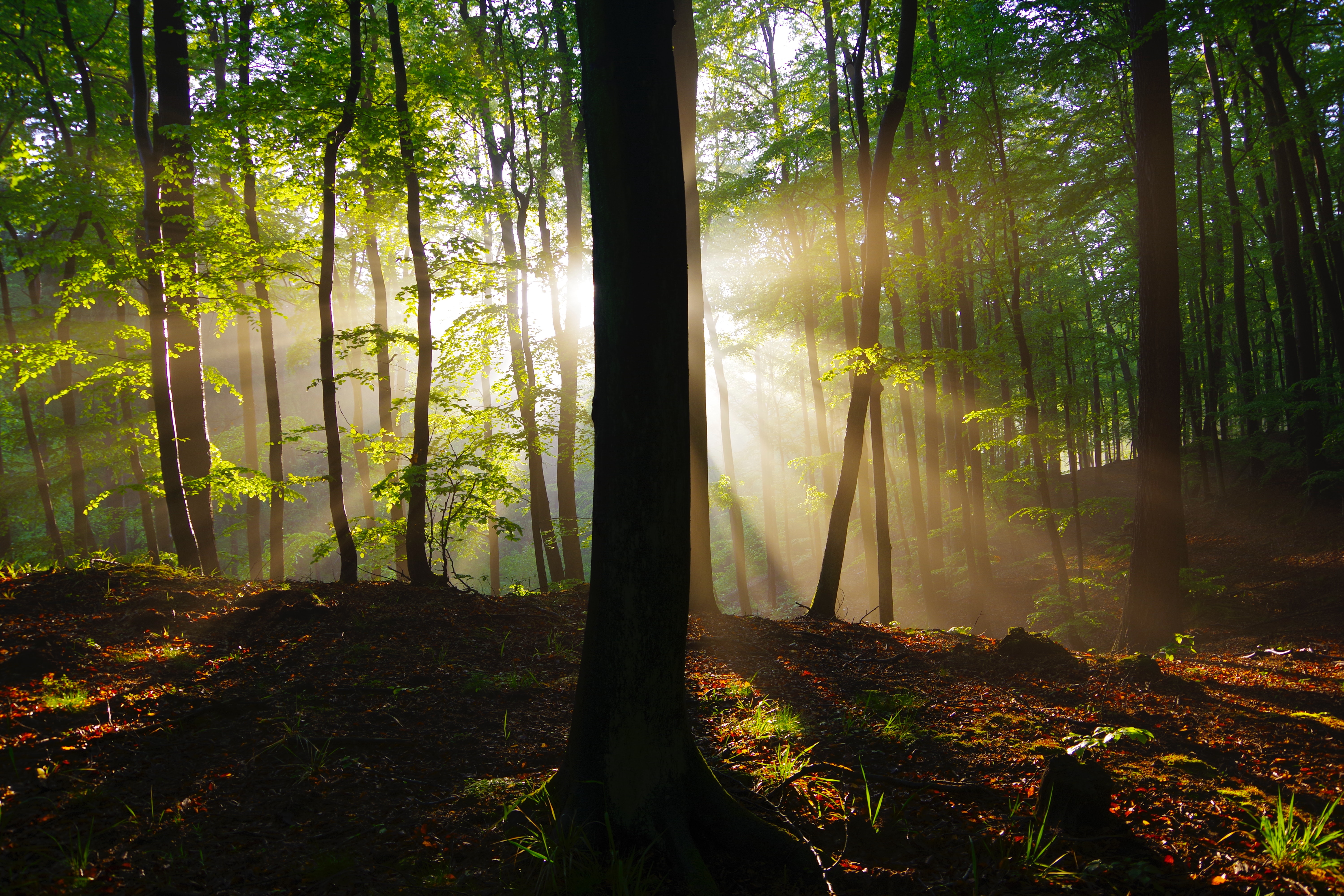 Sunbeams In Woods Wallpapers