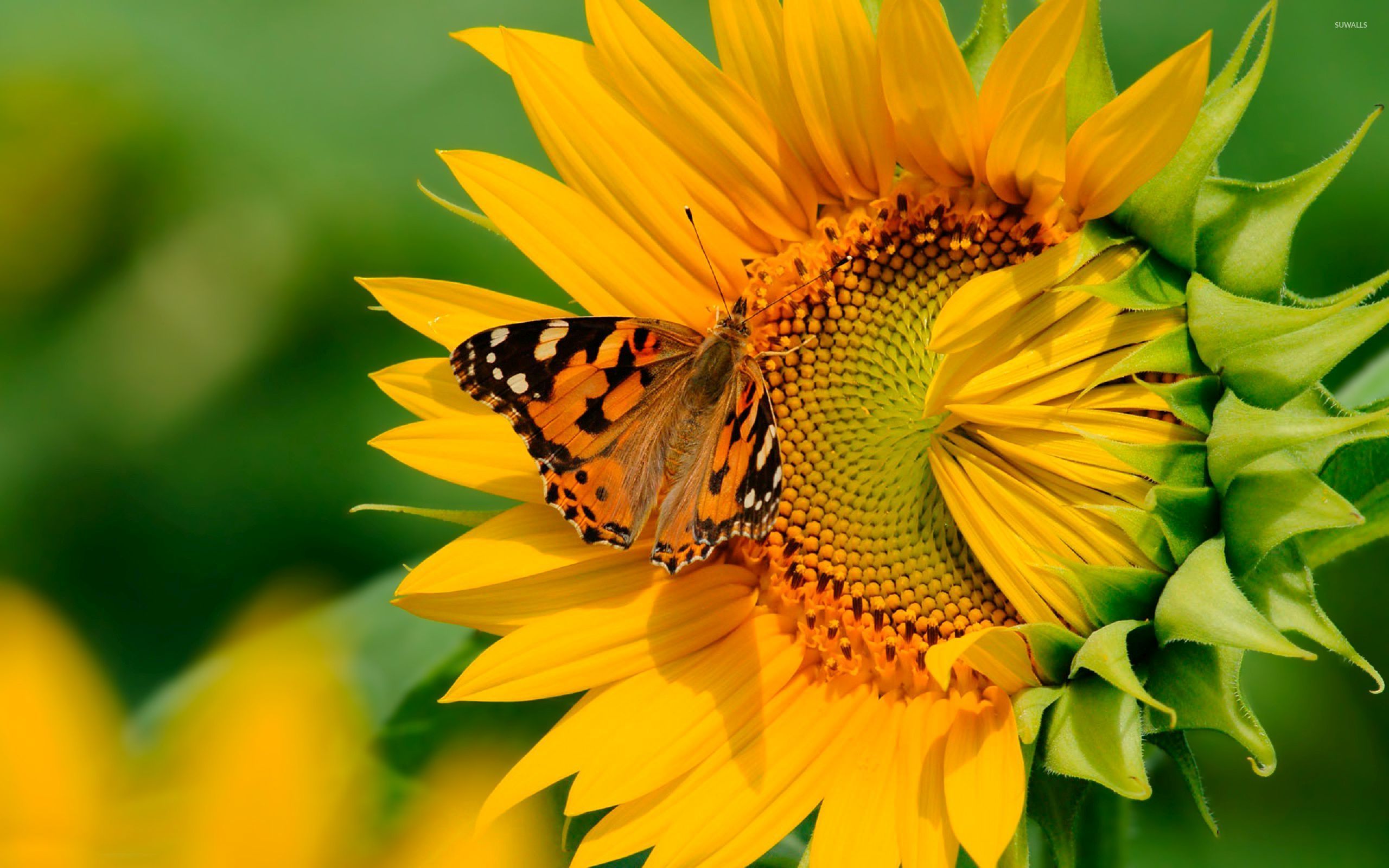 Sunflower And Butterfly Wallpapers