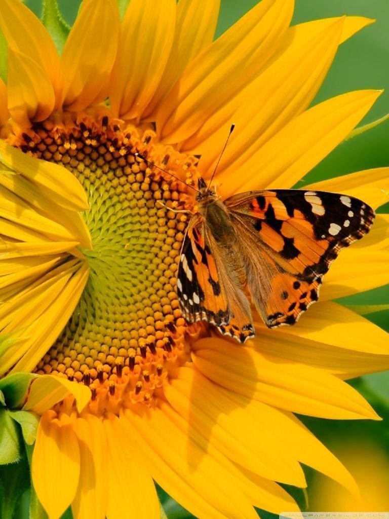 Sunflower And Butterfly Wallpapers