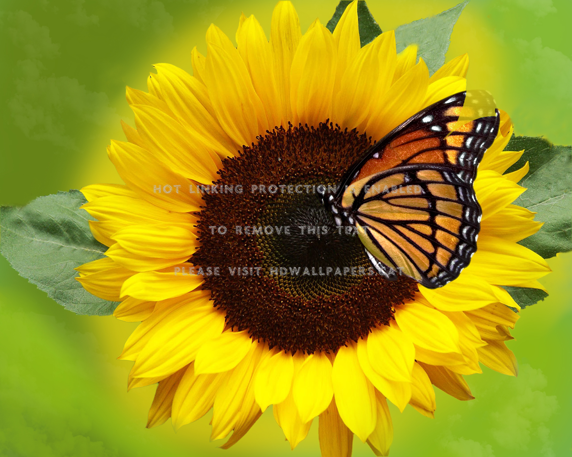 Sunflower And Butterfly Wallpapers