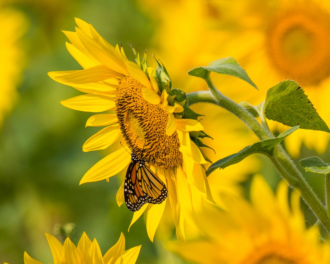 Sunflower And Butterfly Wallpapers