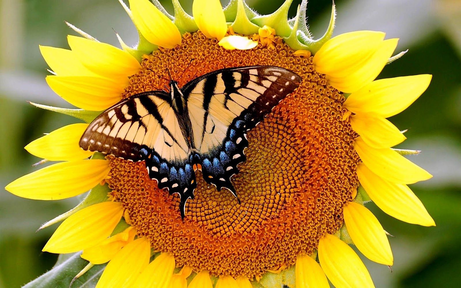 Sunflower And Butterfly Wallpapers