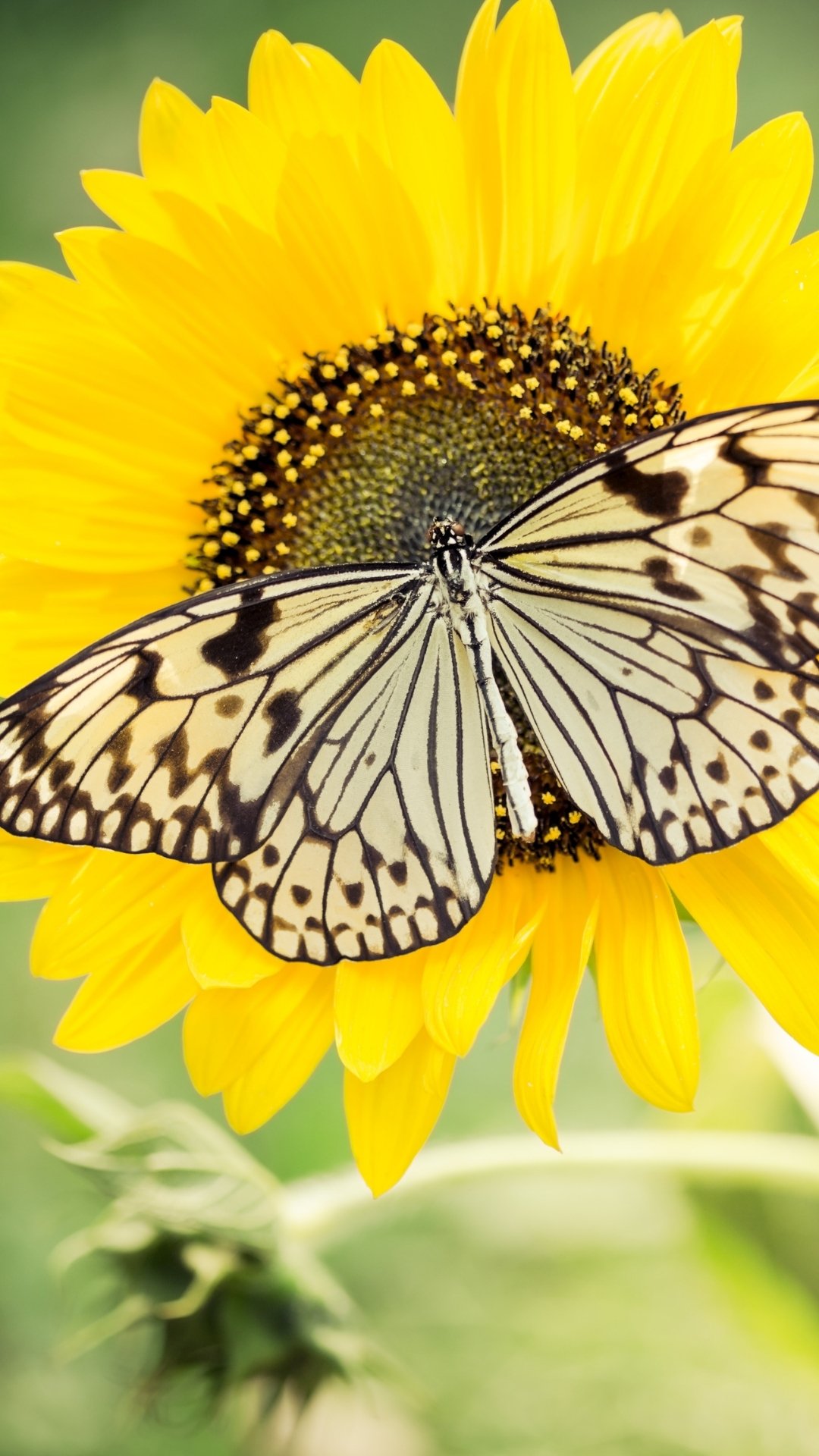 Sunflower And Butterfly Wallpapers