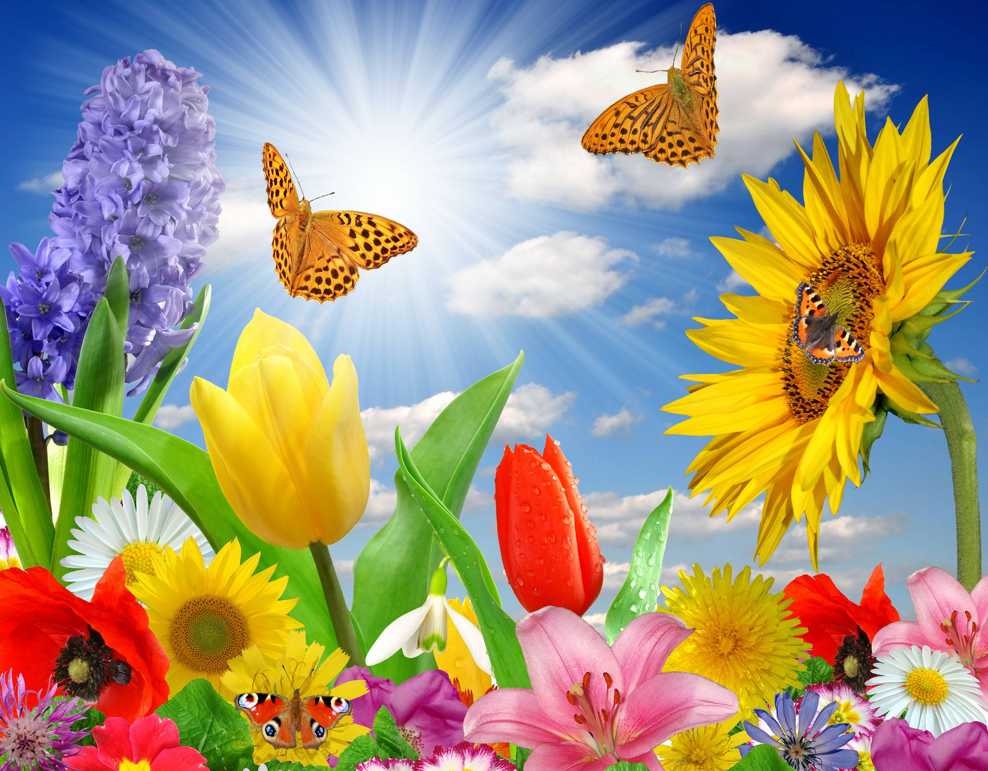 Sunflower And Butterfly Wallpapers