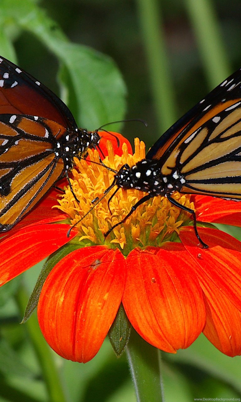 Sunflower And Butterfly Wallpapers