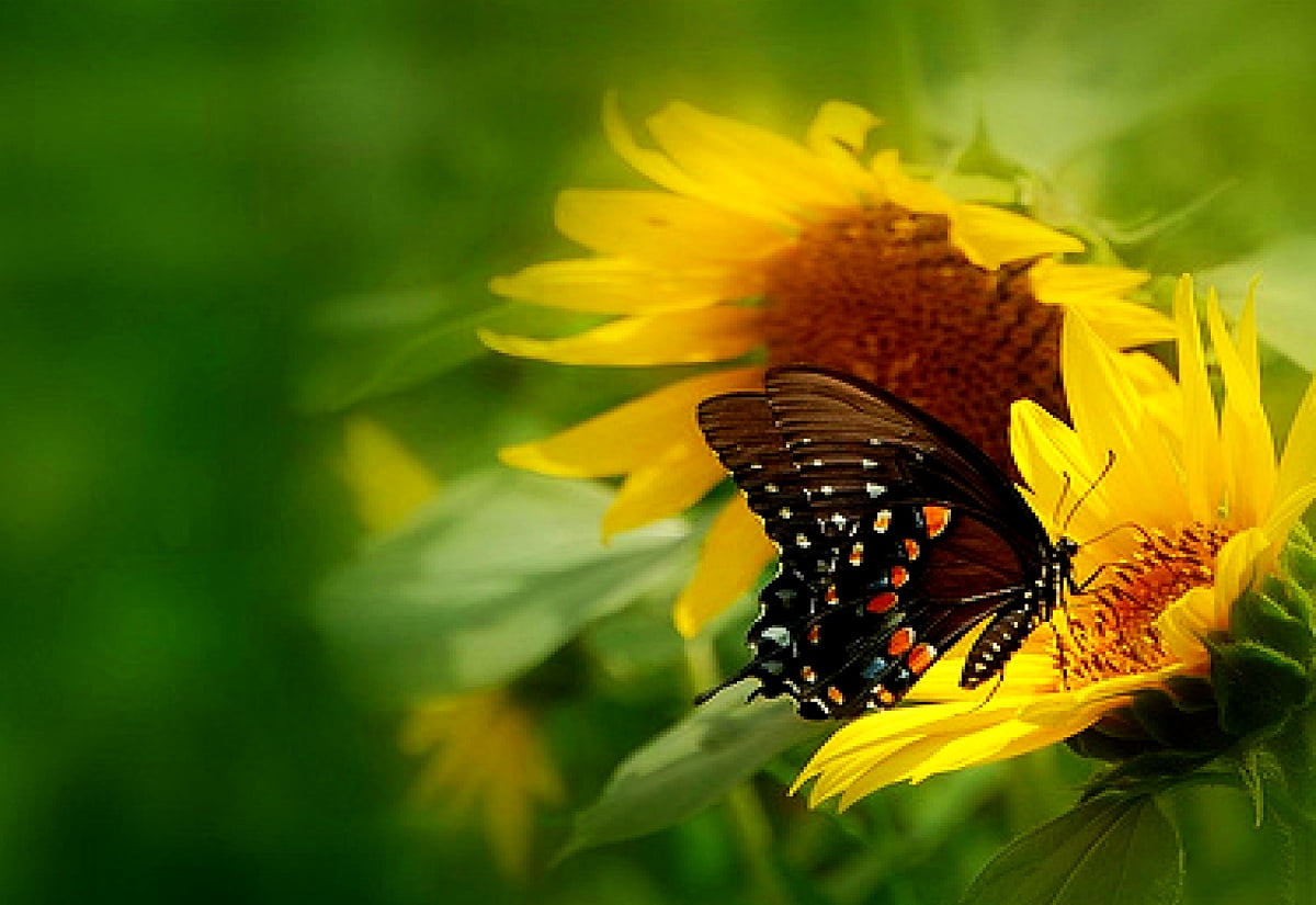 Sunflower And Butterfly Wallpapers