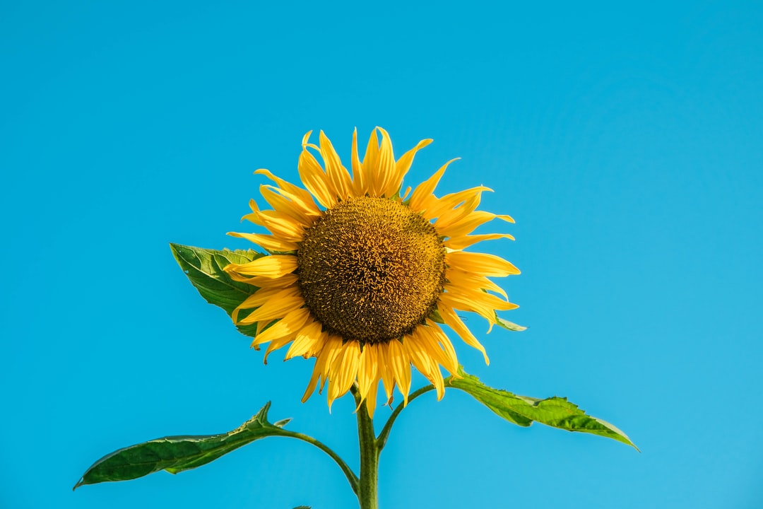 Sunflower Art Wallpapers