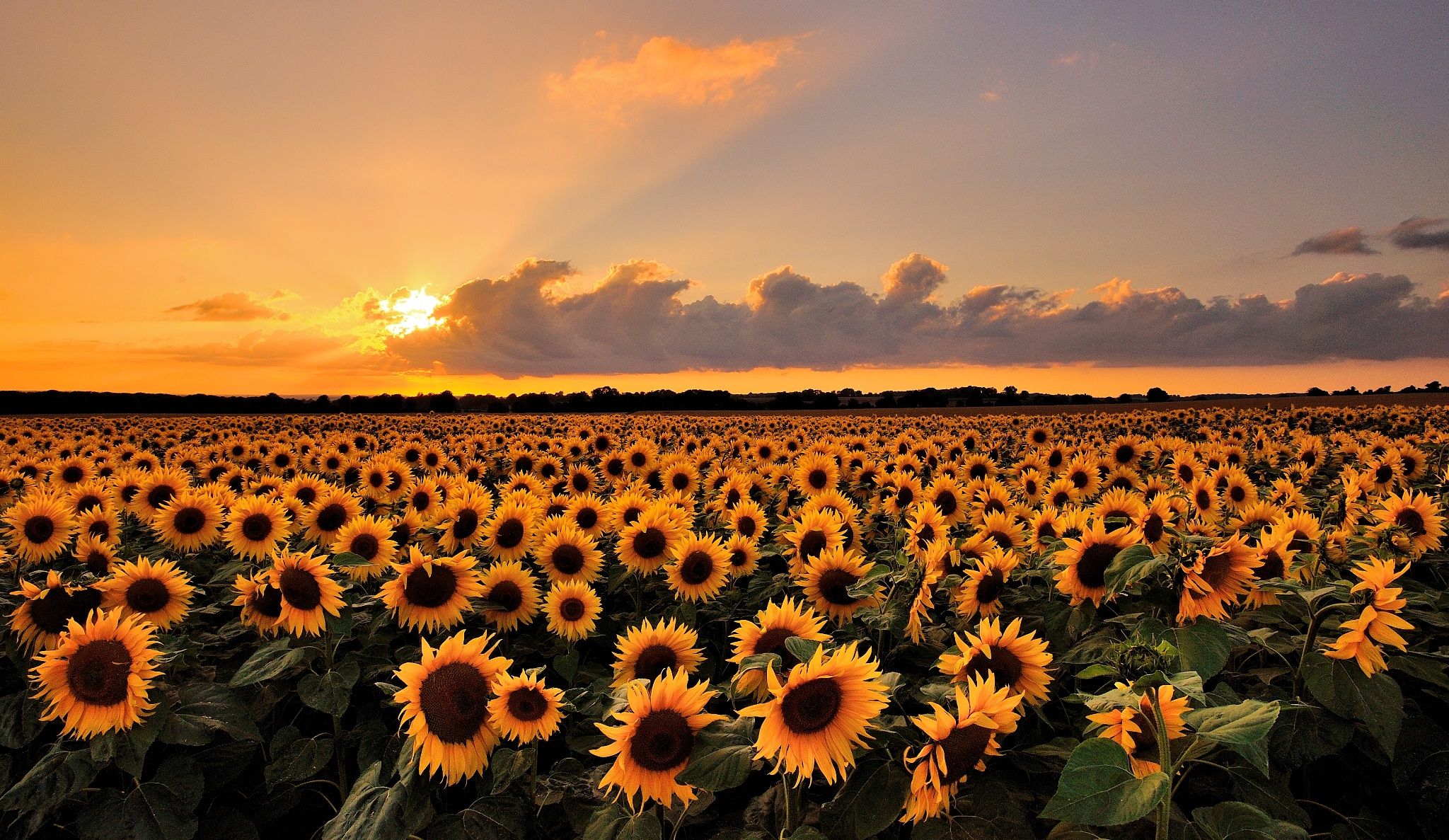 Sunflower Fall Cover Photos Wallpapers