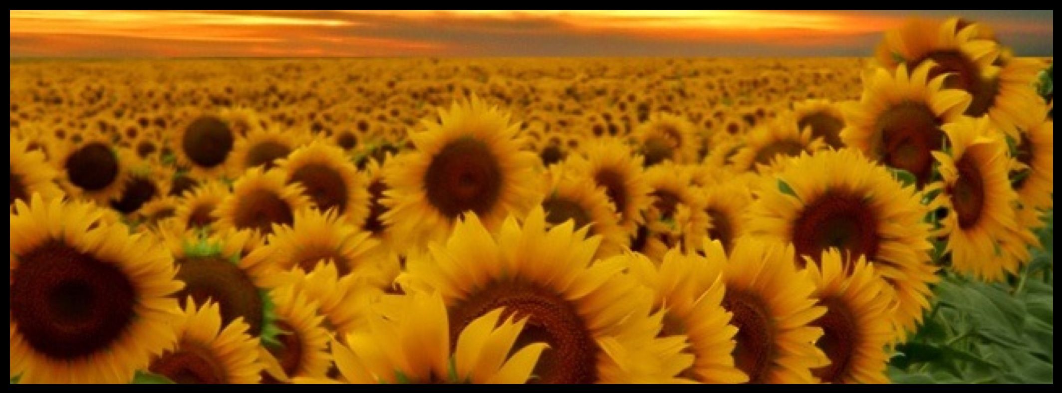 Sunflower Fall Cover Photos Wallpapers