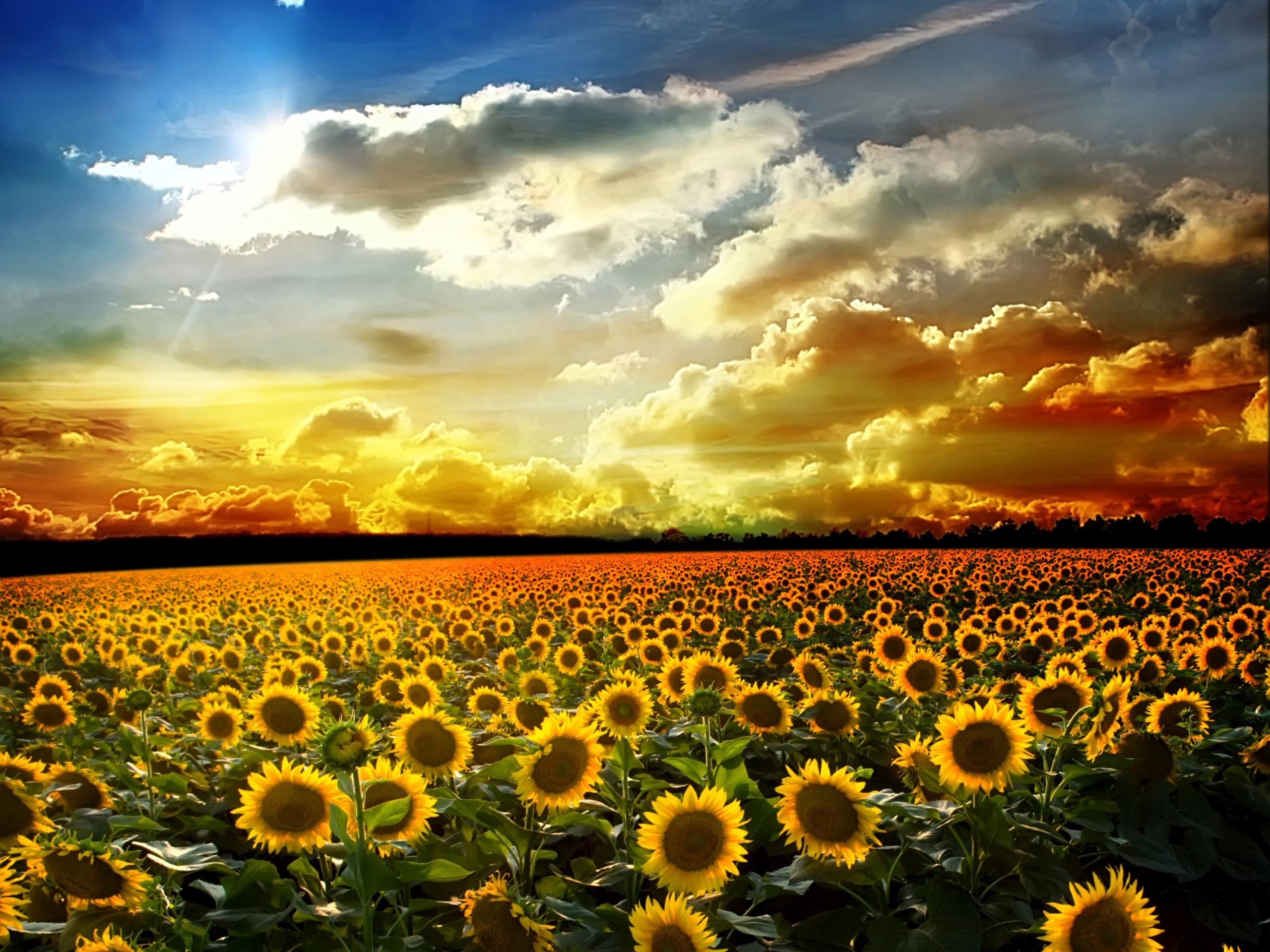 Sunflower Fall Cover Photos Wallpapers