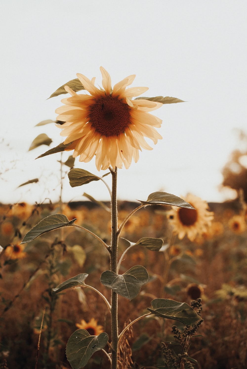 Sunflower Fall Cover Photos Wallpapers