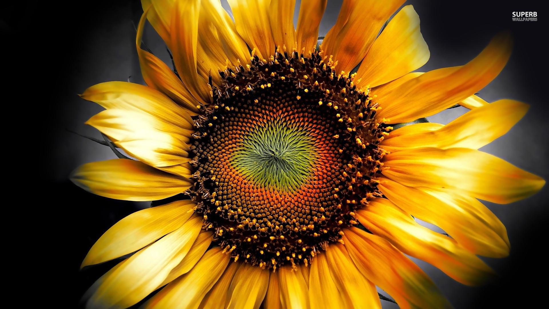 Sunflower Fall Cover Photos Wallpapers