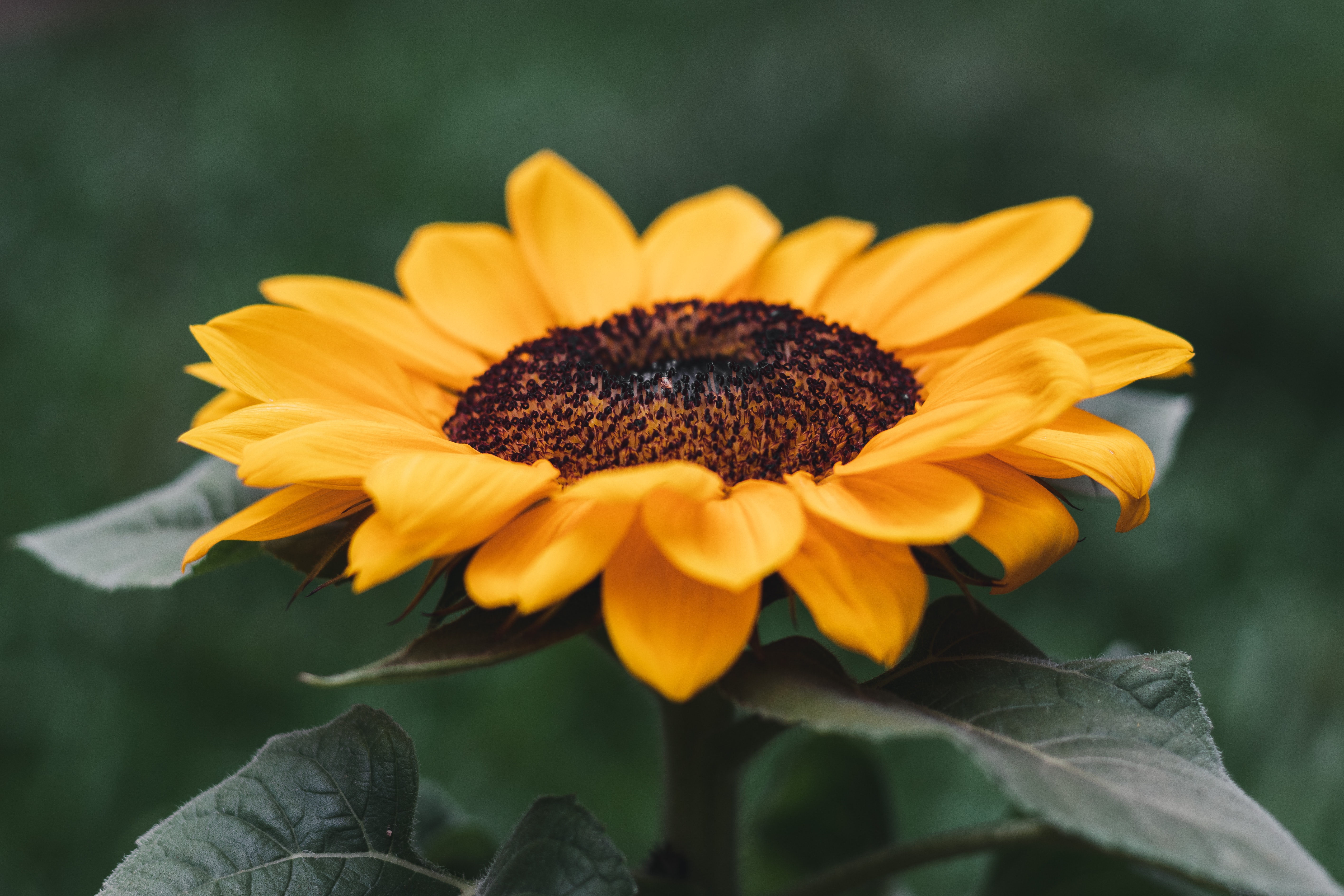 Sunflower Fall Cover Photos Wallpapers