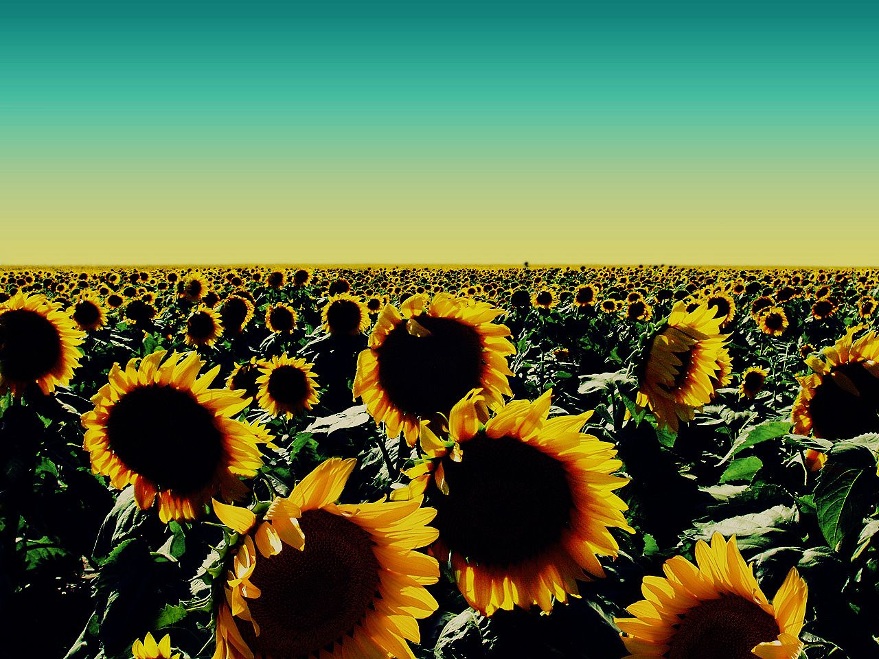 Sunflower Fall Cover Photos Wallpapers