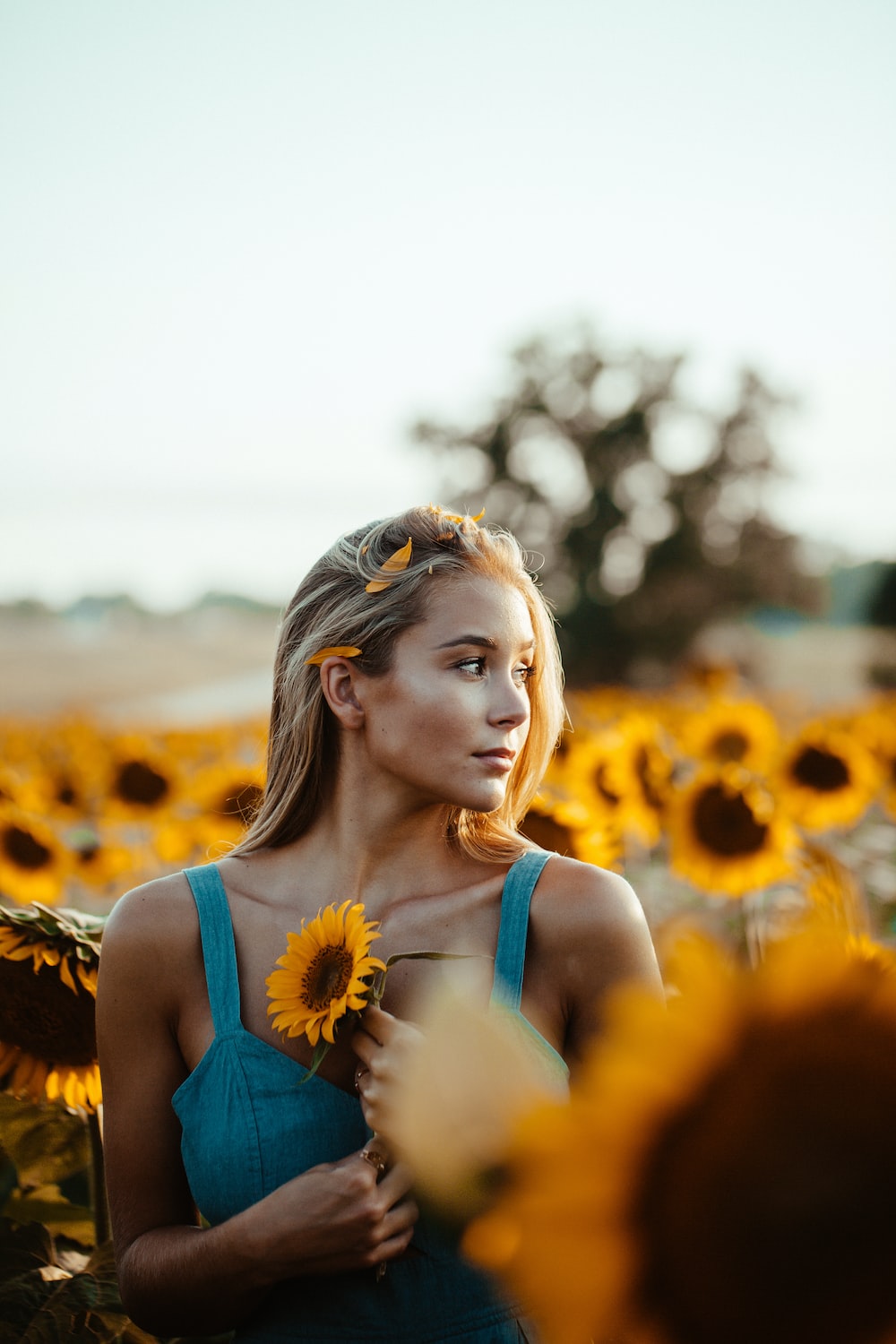 Sunflower Girl Wallpapers