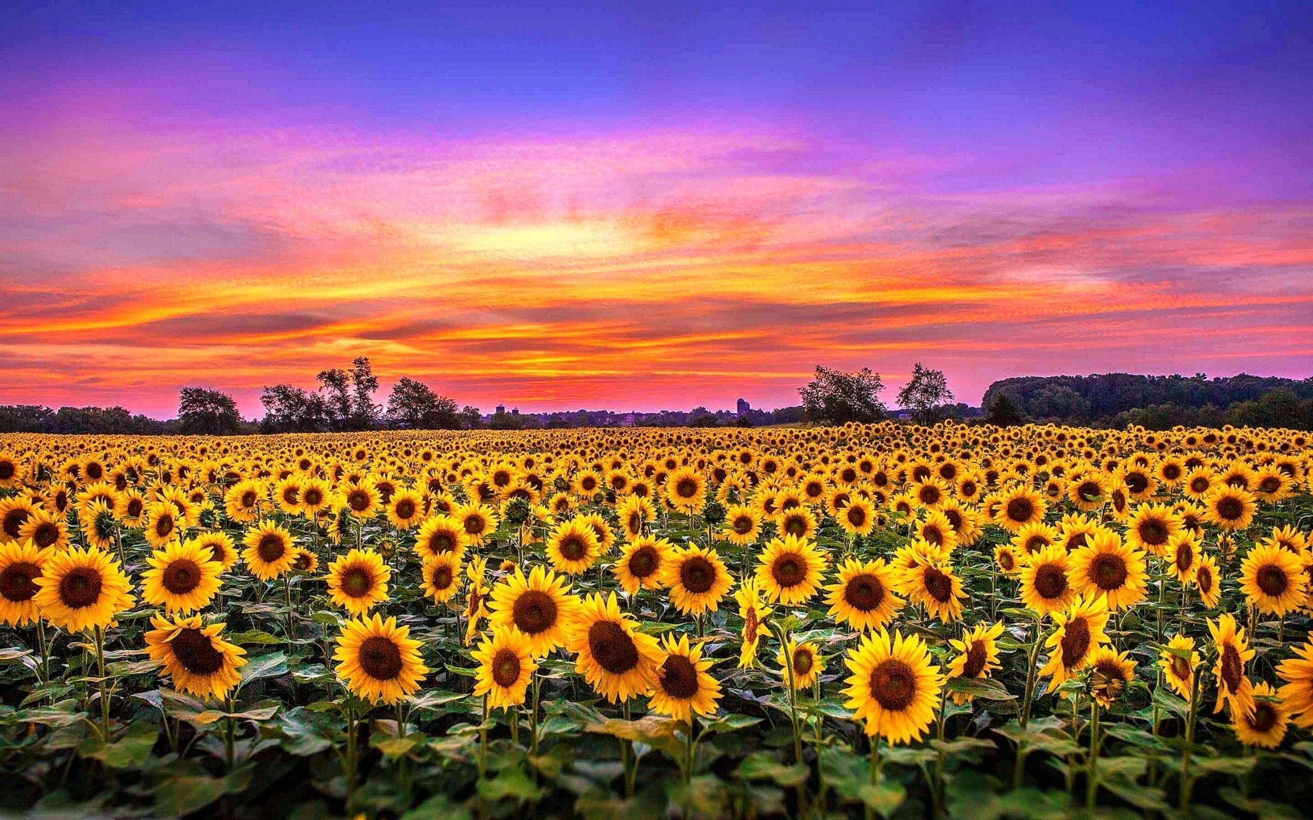 Sunflower Laptop Background