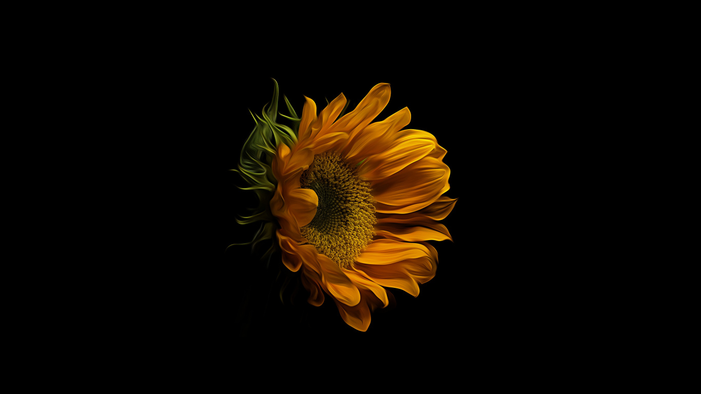 Sunflower Laptop Background