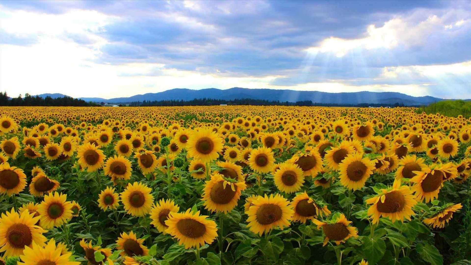 Sunflower Laptop Background