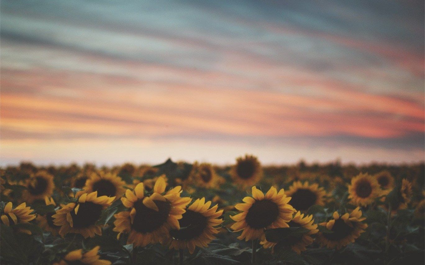 Sunflower Laptop Background