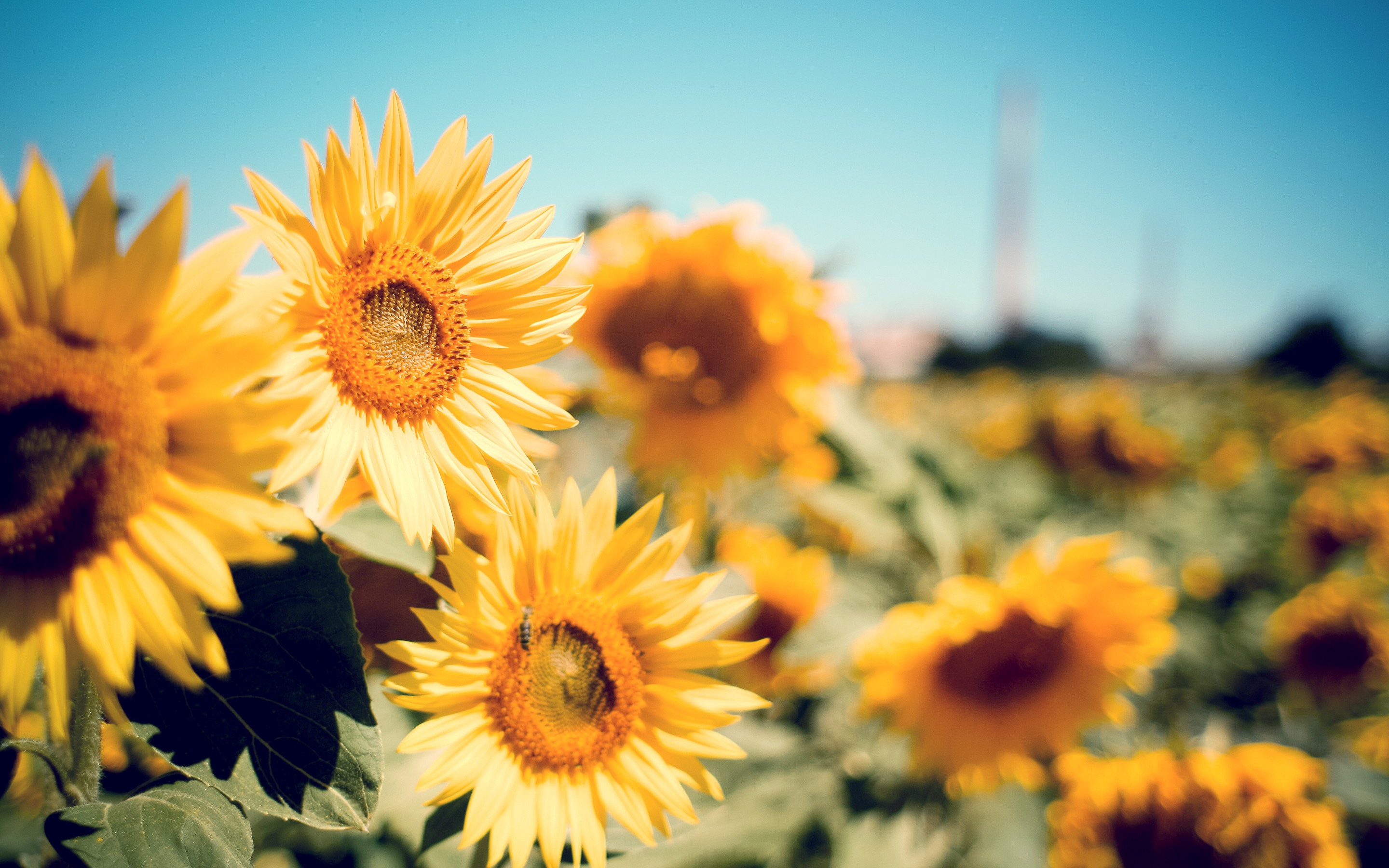 Sunflower Laptop Background