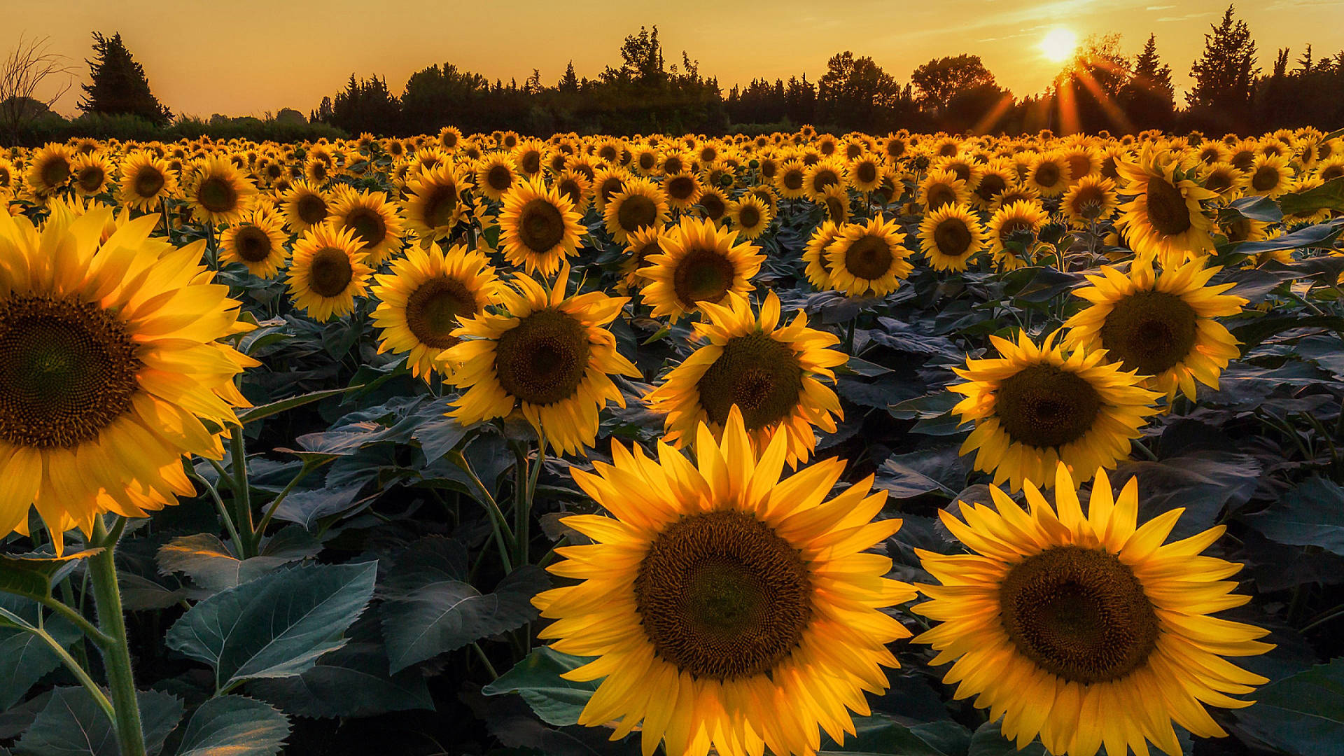 Sunflower Laptop Background