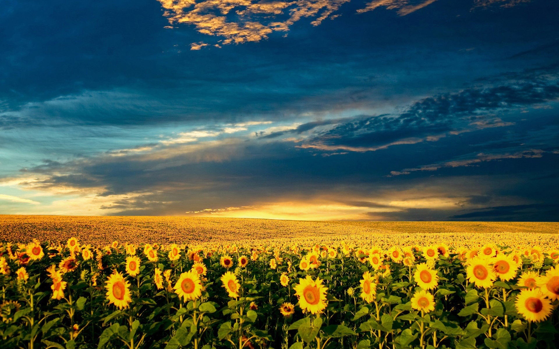 Sunflower Laptop Background