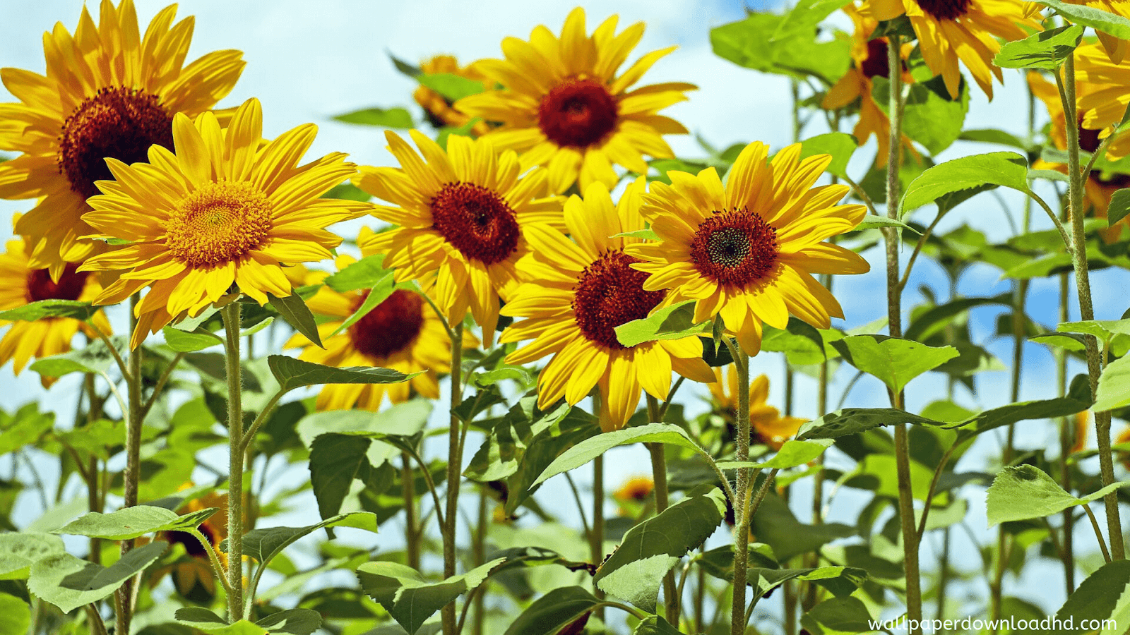 Sunflower Laptop Background