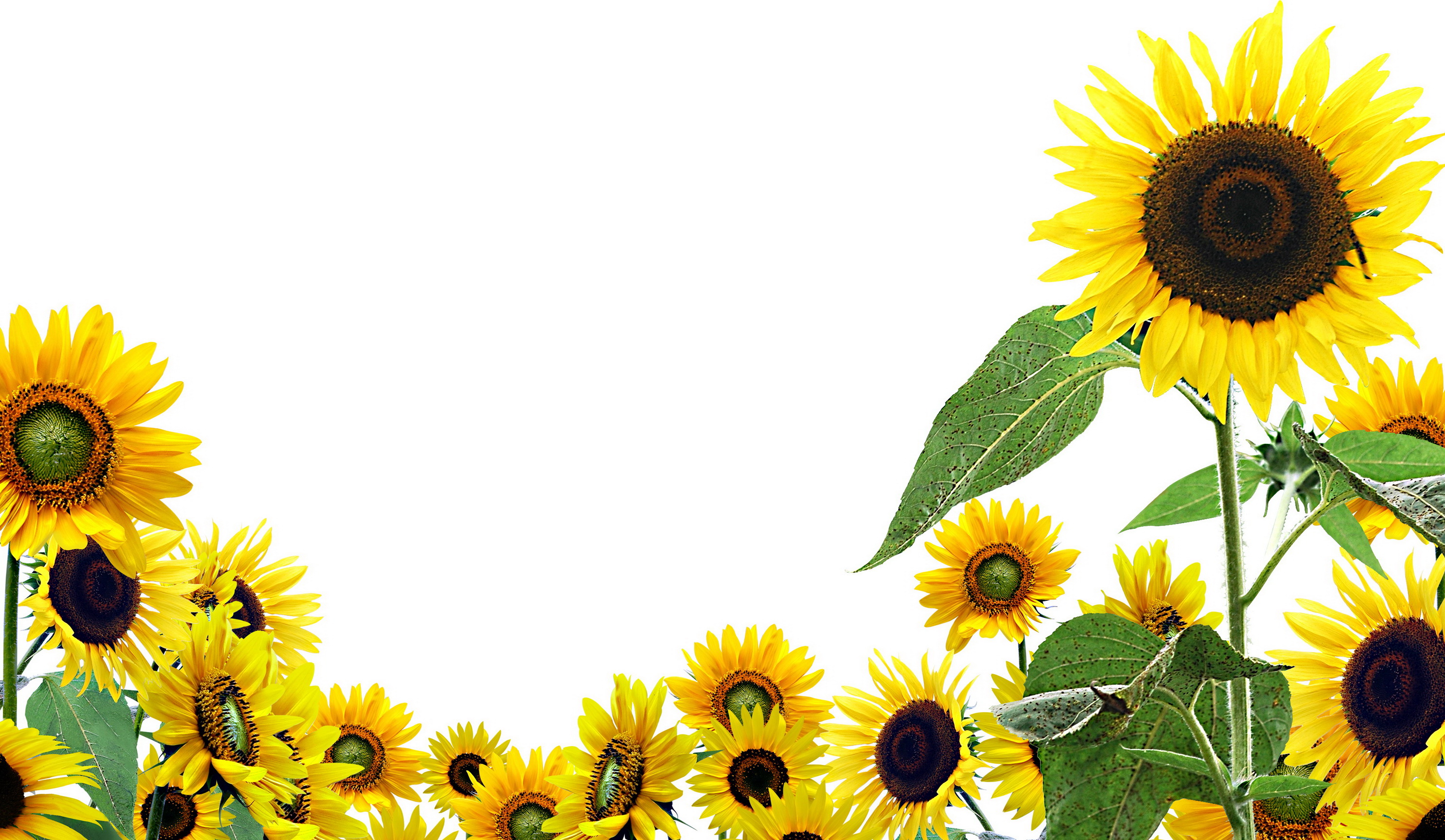 Sunflower Laptop Background