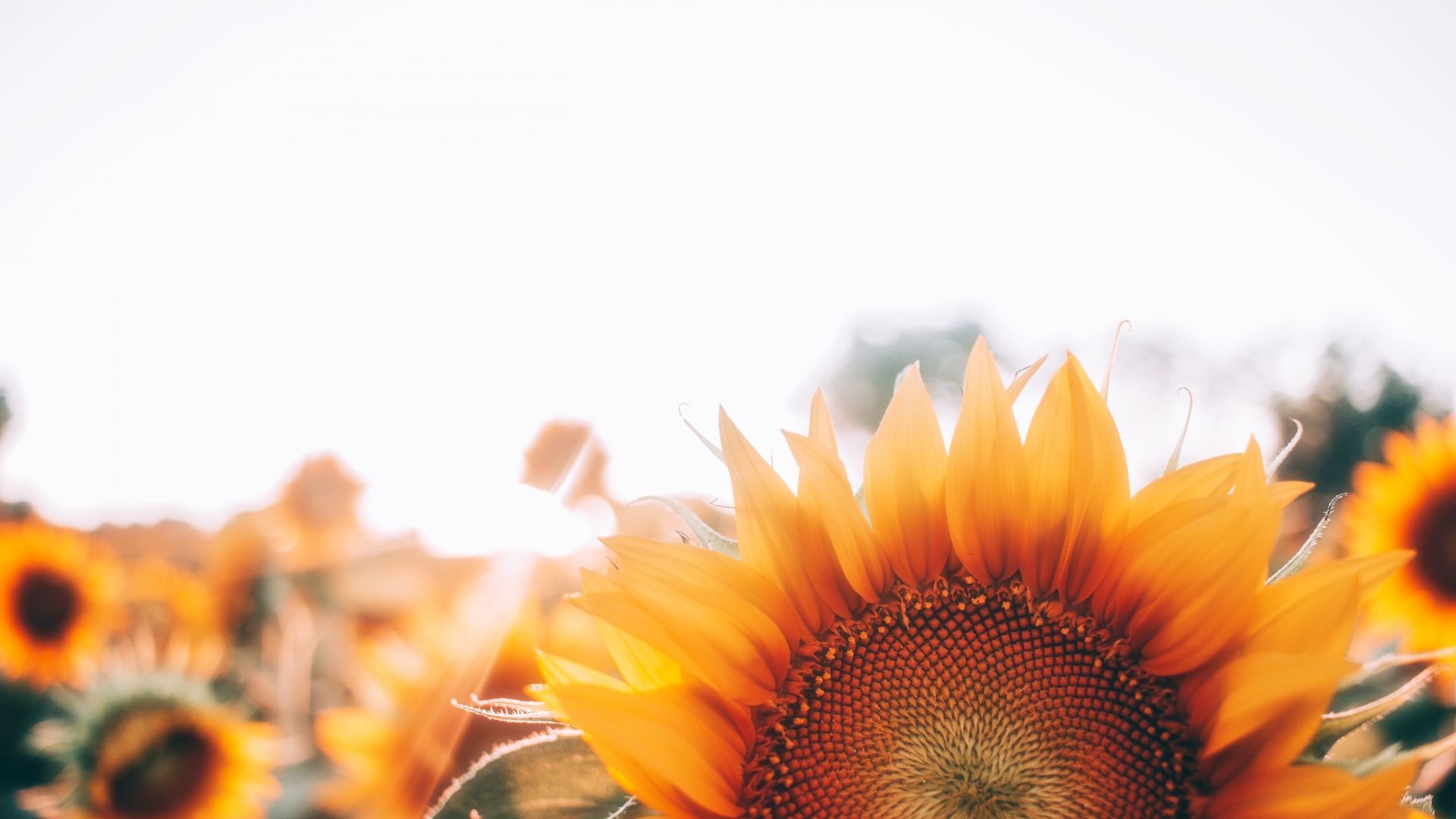 Sunflower Laptop Background