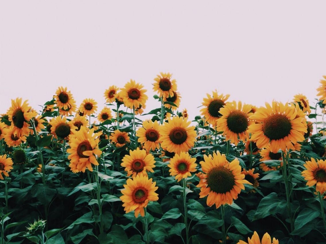 Sunflower Laptop Background