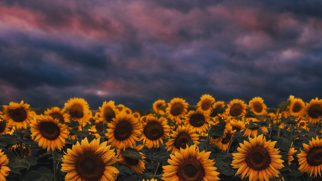 Sunflower Laptop Background