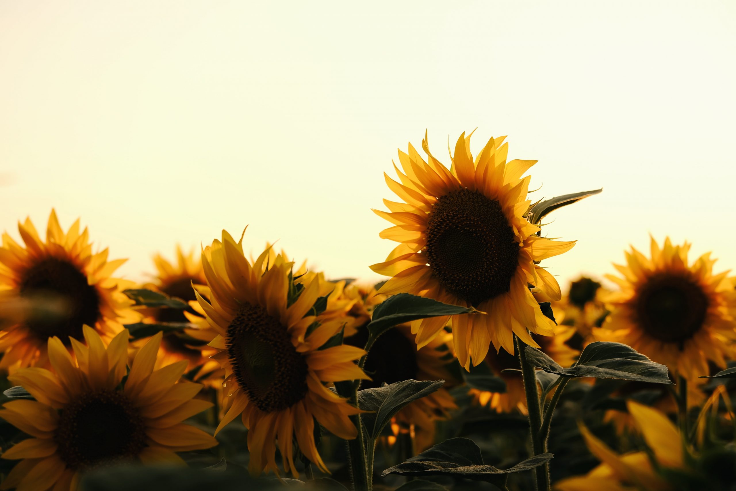 Sunflower Laptop Background