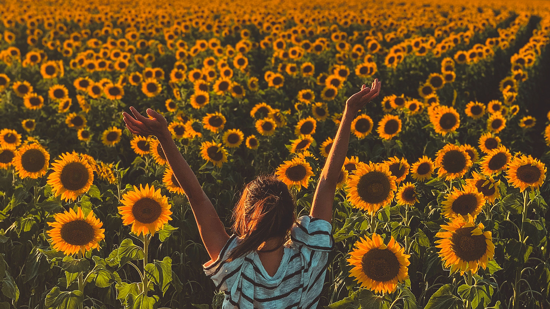 Sunflower Laptop Background