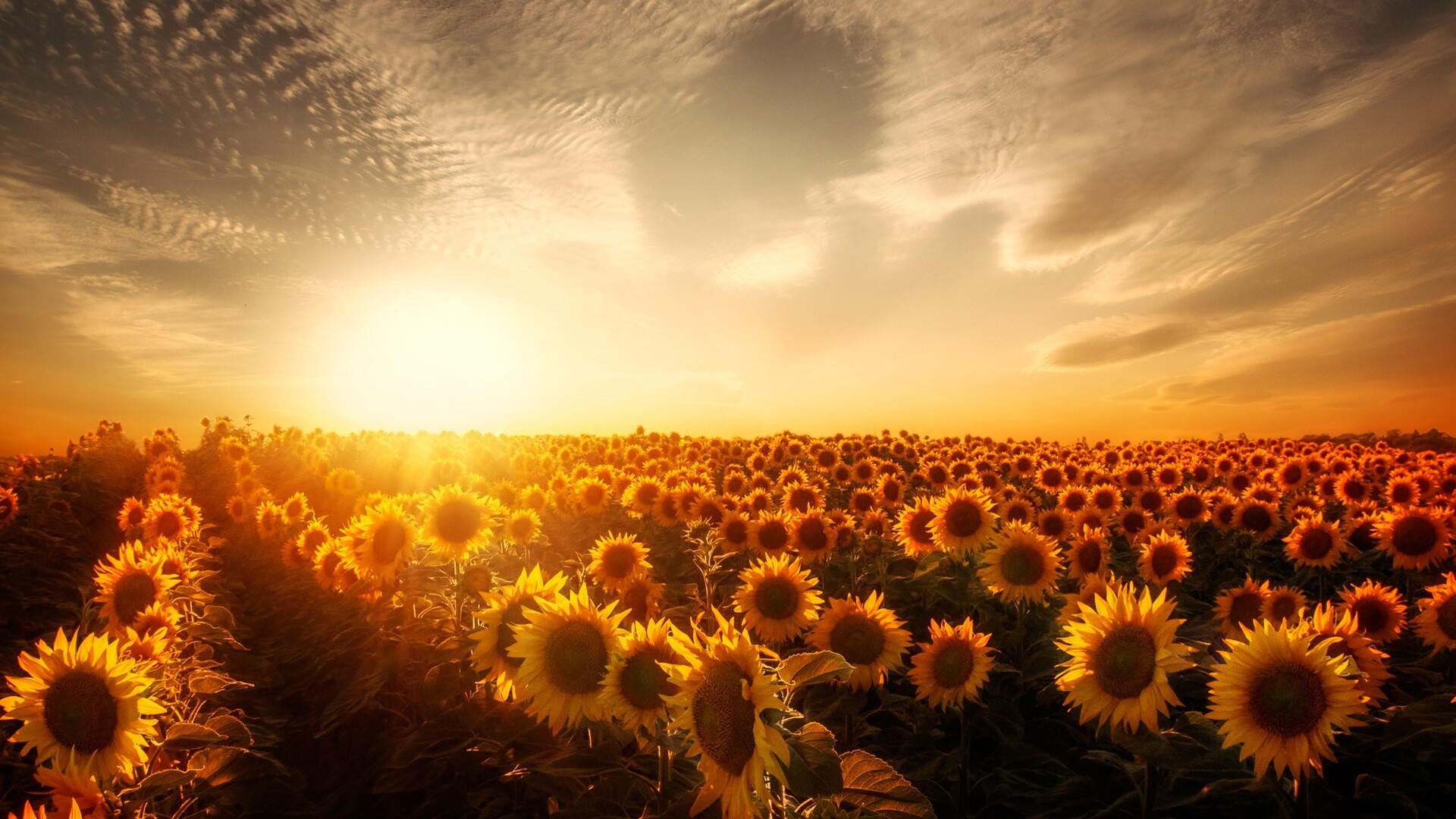 Sunflower Laptop Background