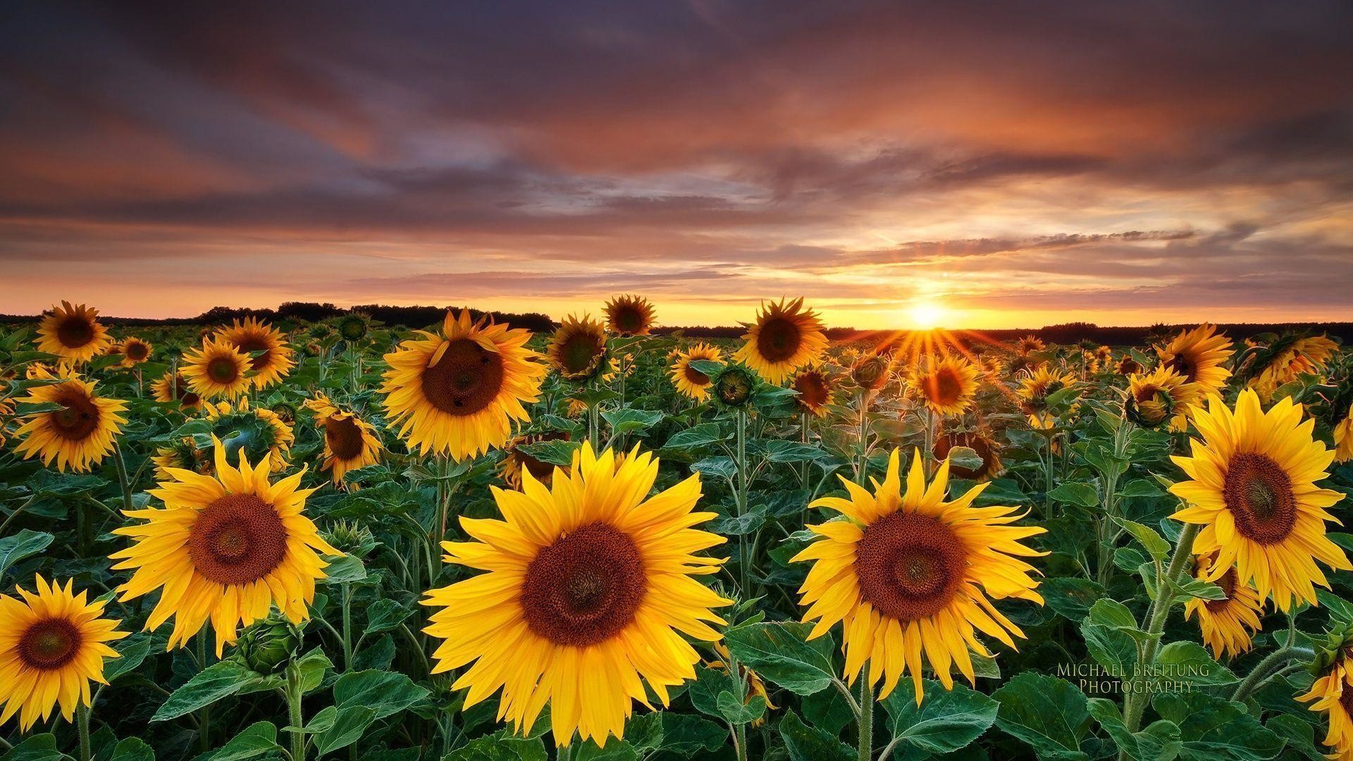 Sunflower Laptop Background