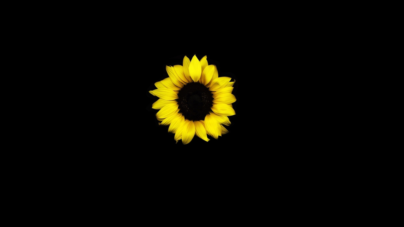 Sunflower Laptop Background