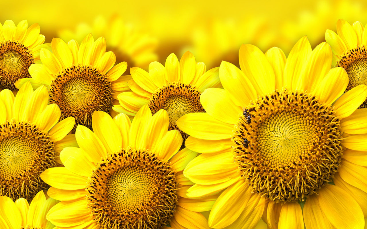 Sunflower Laptop Background