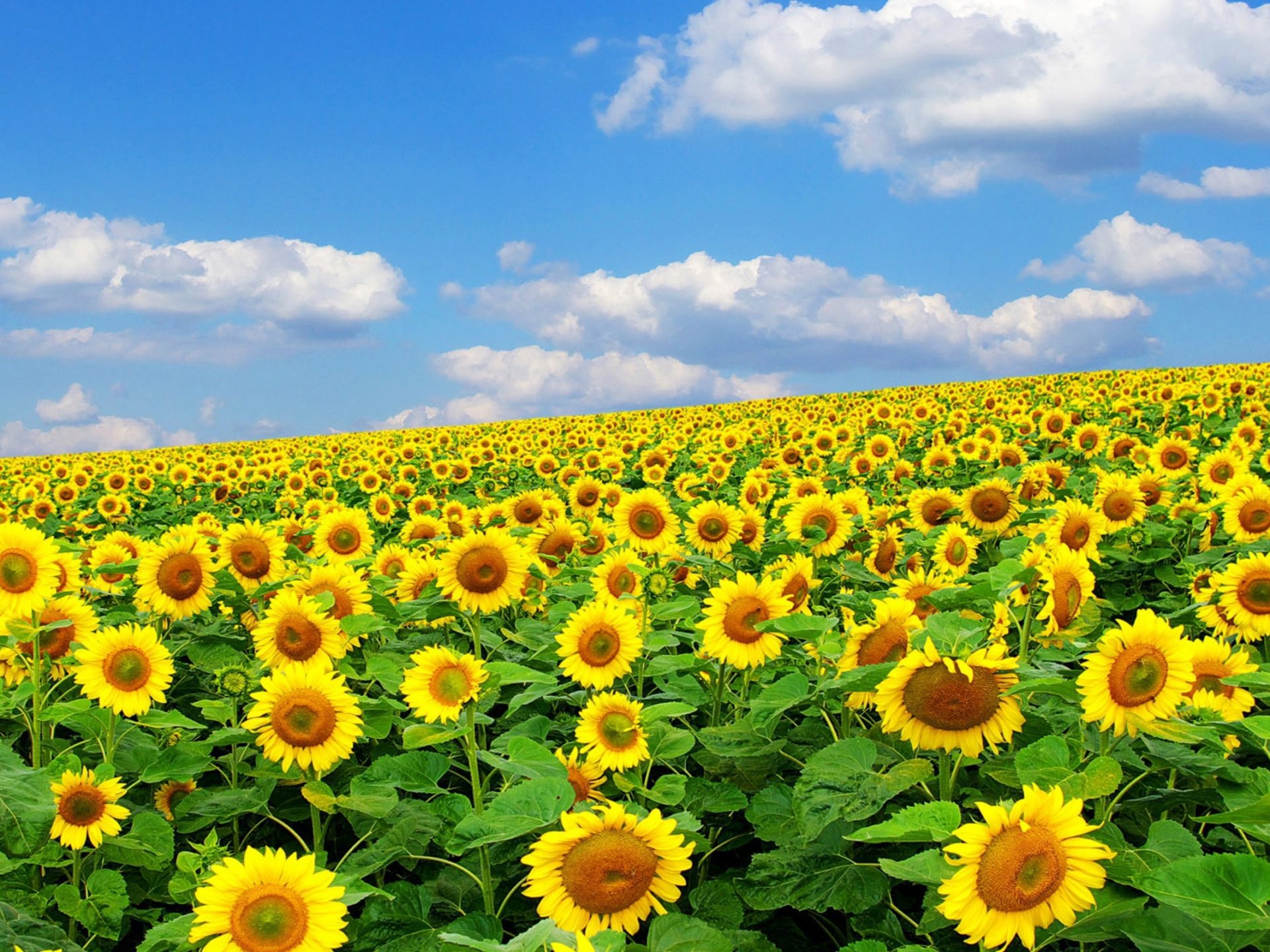 Sunflower Laptop Background